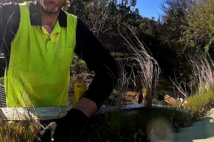 
Amidst ulladulla, gutters host a thriving greenery, cleaner poised to work.