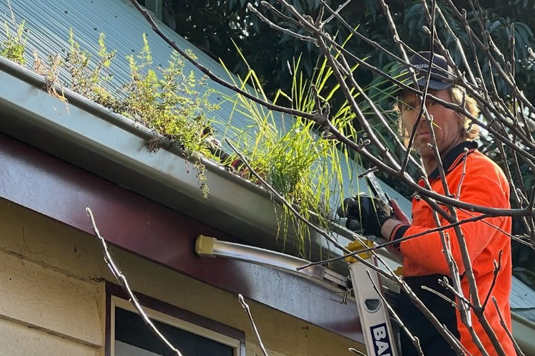 
Gutter cleaning pro in ulladulla showcases their expertise amidst the verdant gutter plant life.