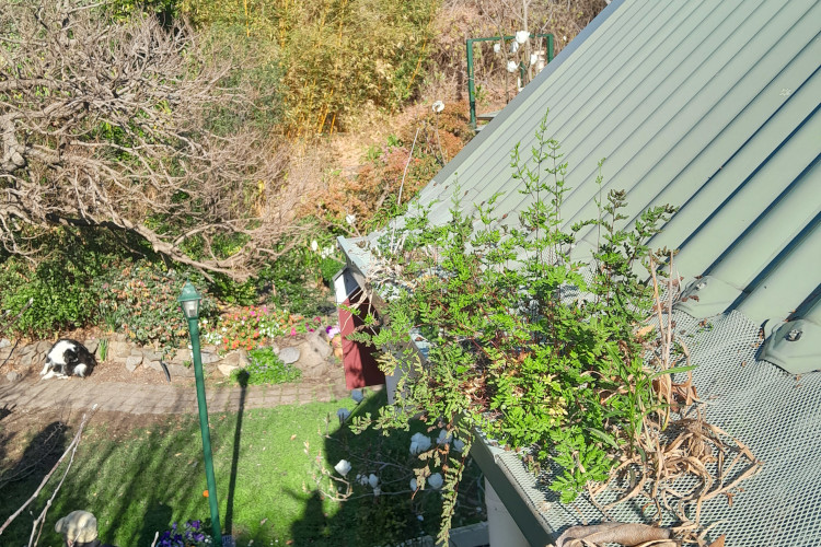 
Vigorous plants force their way through a gutter guard in ulladulla, urging a cleaning.