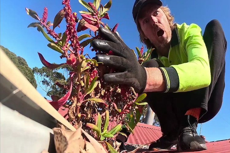 
Gutter cleaner in ulladulla in disbelief over the sight of splendid plants extending from the guttering.